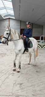 Mooie merrie tekoop., Dieren en Toebehoren, Paarden, Merrie, Z