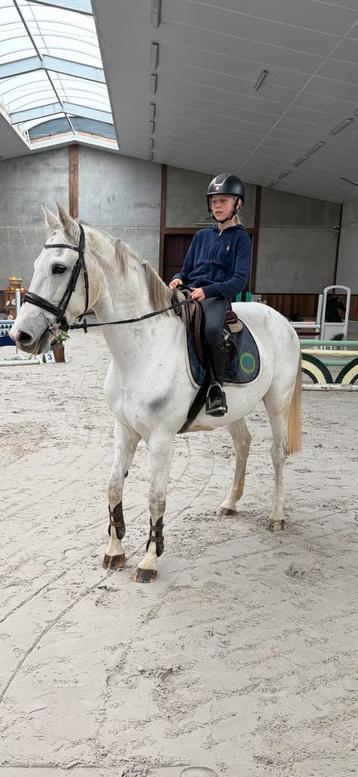 Mooie merrie tekoop. beschikbaar voor biedingen
