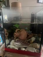 Tank voor vissen, Zoetwatervis