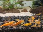 Orange sakura garnalen neocaridina, Dieren en Toebehoren, Kreeft, Krab of Garnaal