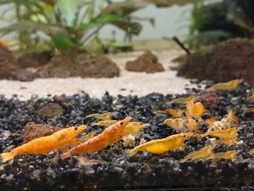 Orange sakura garnalen neocaridina beschikbaar voor biedingen