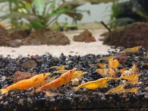 Orange sakura garnalen neocaridina, Dieren en Toebehoren, Vissen | Aquariumvissen, Kreeft, Krab of Garnaal