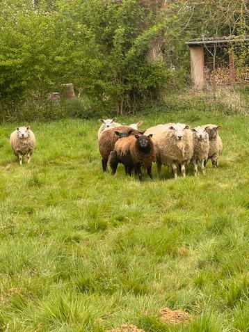 Rammen