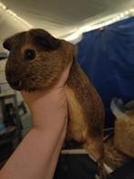 Prachtige zuivere agouti zeug, 4 maand!, Dieren en Toebehoren, Knaagdieren, Cavia, Vrouwelijk, Tam, September