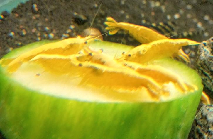 Citroen backstripe High grade garnalen, Dieren en Toebehoren, Vissen | Aquariumvissen, Zoetwatervis, Kreeft, Krab of Garnaal, Schoolvis