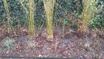 Bamboe / Phyllostachys Aurea, Tuin en Terras, Ophalen