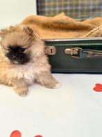 Dwergkeesjes-puppy’s-pomeriaantje-pomeranian, Loulou, Hépatite contagieuse (maladie de Rubarth), 8 à 15 semaines, Plusieurs