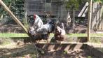 Foktoom Wyandotte zilver zwartgezoomd groothoender