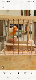 Kruisingen te koop, Dieren en Toebehoren, Mannelijk, Wildzangvogel, Geringd
