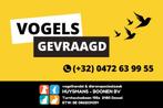 Kanaries gevraagd, Dieren en Toebehoren, Vogels | Kanaries, Kleurkanarie
