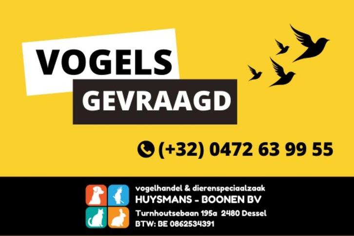 Kanaries gevraagd, Dieren en Toebehoren, Vogels | Kanaries, Kleurkanarie