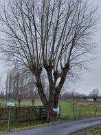 Snoeien van bomen, Tuin en Terras, Ophalen