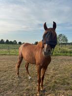 Weidemaatje aangeboden!, Dieren en Toebehoren, Paarden en Pony's | Overige Paardenspullen, Ophalen
