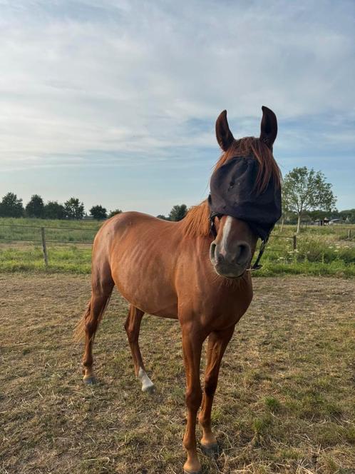 Weidemaatje aangeboden!, Dieren en Toebehoren, Paarden en Pony's | Overige Paardenspullen, Ophalen
