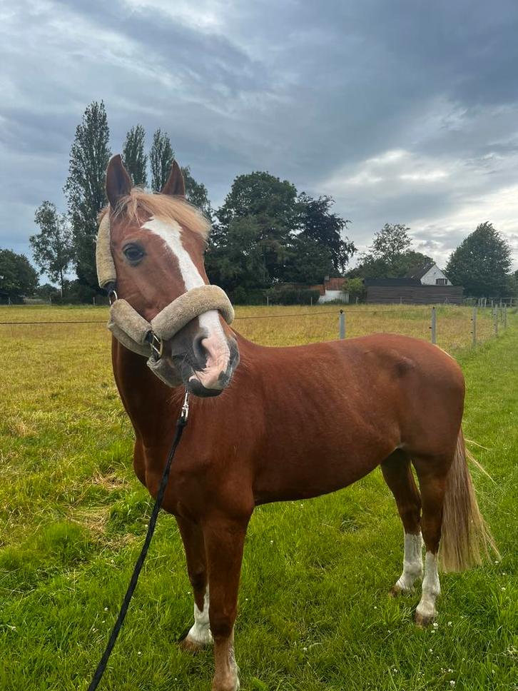 Weide maatje, Dieren en Toebehoren, Pony's, Ruin