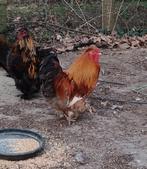 Knappe haantjes!, Dieren en Toebehoren, Mannelijk, Kip