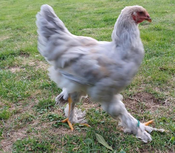 Jeunes Coq Brahma, Animaux & Accessoires, Autres accessoires pour animaux, Enlèvement