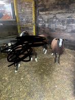 mooie zwartbles ooi, Vrouwelijk, Schaap, 0 tot 2 jaar