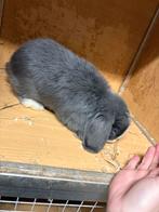 Mini lopje rammelaar, Dieren en Toebehoren, Konijnen