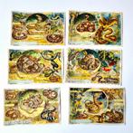 Set van 6 witlofafbeeldingen met slangen van alle soorten, Verzenden, Zo goed als nieuw, Meerdere plaatjes
