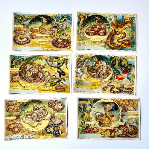 Set van 6 witlofafbeeldingen met slangen van alle soorten, Hobby en Vrije tijd, Stickers en Plaatjes, Zo goed als nieuw, Meerdere plaatjes