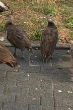 Pauwen kuikens, Dieren en Toebehoren, Pluimvee