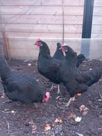 australorp kippen, Dieren en Toebehoren, Pluimvee