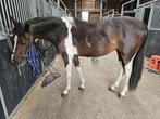 Supper knap bonte 2 jaar, Dieren en Toebehoren, Paarden, Merrie, Springpaard, Minder dan 160 cm, Gechipt