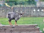 Mooi dwerg geitje, Dieren en Toebehoren, Schapen, Geiten en Varkens, Vrouwelijk, Geit, 0 tot 2 jaar