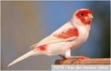 ben je je vogels beu,wij geven ze een goede thuis beschikbaar voor biedingen