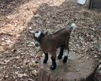 Dwerggeit bokje, Dieren en Toebehoren