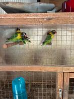 Agapornis personata - onverwante kweekgroep wildkleur, Dieren en Toebehoren, Meerdere dieren, Dwergpapegaai of Agapornis