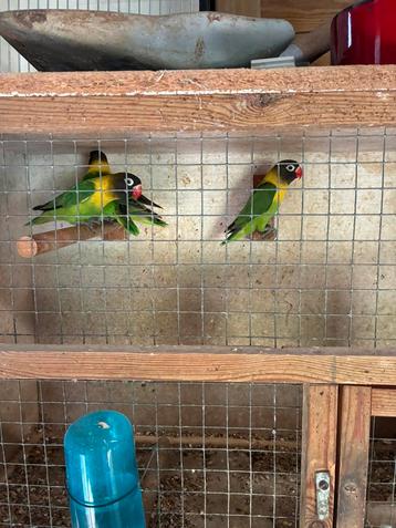 Agapornis personata - onverwante kweekgroep wildkleur beschikbaar voor biedingen