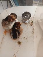 barnevelder dubbel gezoomd, Dieren en Toebehoren, Augustus, Geslacht onbekend