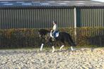 Zeer chique 5 jr Don Martillo merrie, met veel kwaliteit., Dieren en Toebehoren, Paarden, Merrie, Gechipt, M, Dressuurpaard