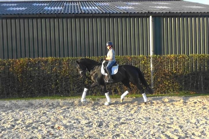 Zeer chique 5 jr Don Martillo merrie, met veel kwaliteit., Dieren en Toebehoren, Paarden, Merrie, M, 165 tot 170 cm, 3 tot 6 jaar