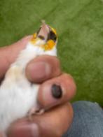 distelvink vrouwe, Dieren en Toebehoren, Vogels | Overige Vogels, Vrouwelijk, Wildzangvogel, Tam