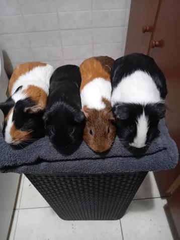 Cavia' zeugjes