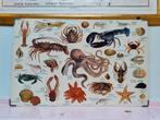 Schaal- en schelpdieren uit de Noordzee, Antiek en Kunst, Antiek | Schoolplaten, Ophalen of Verzenden, Natuur en Biologie
