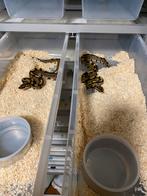 4.0.6 ball python 2025, Dieren en Toebehoren, Slang
