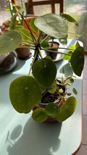 Pannenkoekenplant met 6 kleine baby plantjes beschikbaar voor biedingen