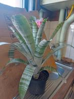 kamerplant (Bromelia), Huis en Inrichting, Kamerplanten, Ophalen, Halfschaduw, Minder dan 100 cm, Bloeiende kamerplant