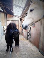 Super schattige shetty veulentje, Dieren en Toebehoren, Met stamboom, 0 tot 2 jaar, Hengst, A pony (tot 1.17m)