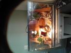 Kleine terrarium te koop, Dieren en Toebehoren, Ophalen, Zo goed als nieuw, Terrarium of Paludarium