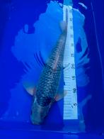 Japanese koi -Asagi 45 cm, Karper of Koi