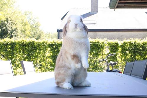 Minilop voedster, Dieren en Toebehoren, Konijnen, Dwerg, Vrouwelijk, 0 tot 2 jaar, Hangoor