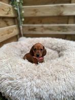 Prachtige bruine kortharige dwergteckel pup, Animaux & Accessoires, Chiens | Teckels & Bassets, Poils courts, Plusieurs, Nain