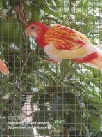 Rosella pop 2025, Geringd