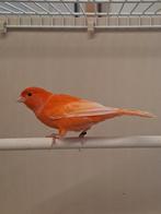 rode schimmel pop, Dieren en Toebehoren, Vogels | Kanaries, Vrouwelijk, Kleurkanarie