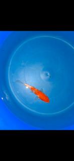 Kohaku, Dieren en Toebehoren, Vissen | Vijvervissen